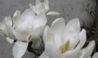 白玉兰怎么种（白玉兰种子）