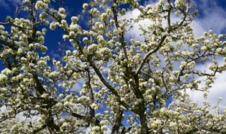 梨树秋季修剪技术 梨树冬季修剪技术视频