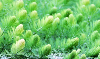 金鱼藻怎么养（金鱼藻怎么种植）