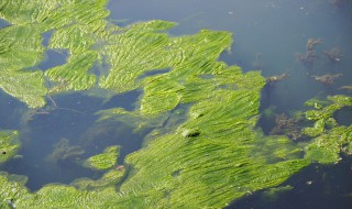水中有绿藻应该怎么办 水里长绿藻怎么办