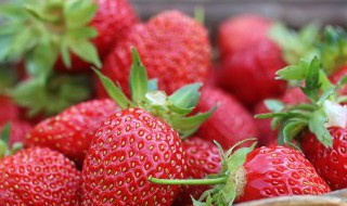 为什么盆栽草莓总养不活 为什么盆栽草莓总养不活呢