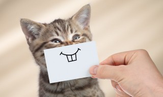 成语喜笑颜开是什么意思 笑什么颜开成语是什么意思