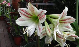 朱顶红的移栽方法和注意事项（怎样移栽朱顶红）