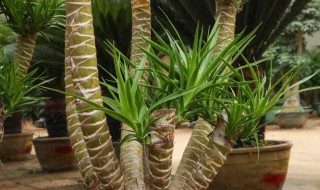 龙血树烂茎及处置方法 龙血树烂茎怎么办