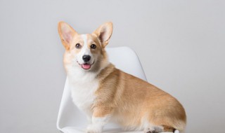 成语鸡犬不惊是什么意思 成语鸡犬不惊是什么意思