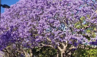 蓝花楹怎么种植 蓝花楹怎么种植盆栽