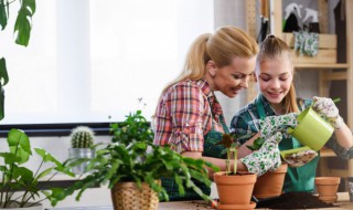 万年青的养殖方法与注意事项 万年青的养殖方法与注意事项视频