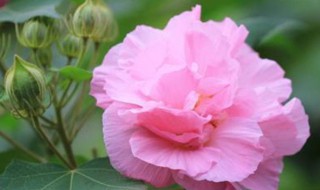 木芙蓉和木槿的区别（木槿花）