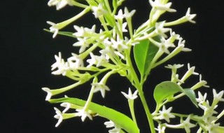 食用夜来香的种植方法 夜来香的养殖方法和注意事项