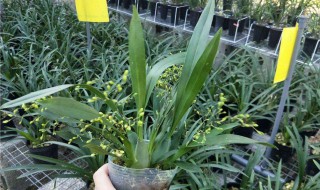文心兰出花剑后如何浇水施肥 文心兰有花箭时能施肥吗