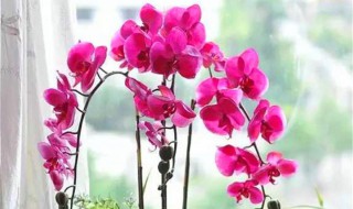 开花后的蝴蝶兰如何养护（开花后的蝴蝶兰如何养护和浇水）