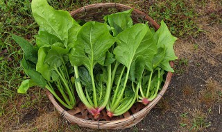 菠菜和鸡蛋可以同食吗