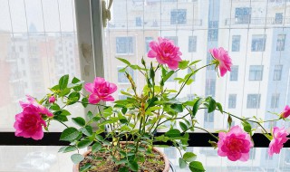 荷兰菊怎么养爆盆 荷兰菊花怎么养 盆栽