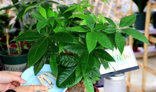 夏季发财树的养殖方法和注意事项 夏季发财树的养殖方法和注意事项图片