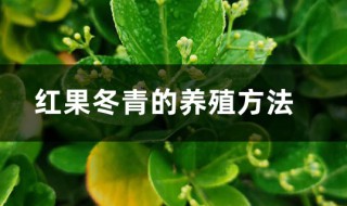 红果冬青的种植方法与注意事项（红果冬青的种植方法与注意事项视频）