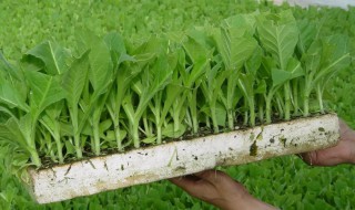 蔬菜育苗盘育苗方法（蔬菜育苗盘育苗方法无土）