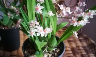 文心兰有毒吗能在家里养吗 文心兰的作用与功效