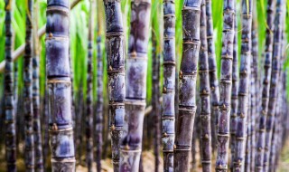甘蔗的种植技术与管理技术（甘蔗的种植技术与管理技术是什么）
