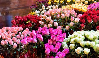 盆栽月季花怎么养才不会枯萎（月季花怎么养才能更旺盛）