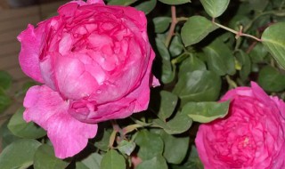 胭脂香水为什么难养 胭脂香水为什么难养呢