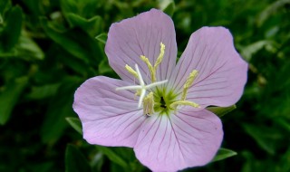 什么花开四瓣（什么花四瓣花瓣）