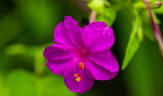 茉莉开花为什么是紫色的（茉莉花为什么开出是紫色）