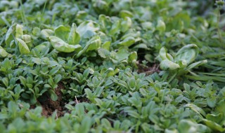 露天荠菜几月份种植 露地荠荠菜种植时间