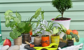 吸财树掉叶子怎么回事 吸财树掉叶子是什么原因