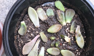 多肉叶子水化是什么原因 多肉叶子水化是什么原因造成的