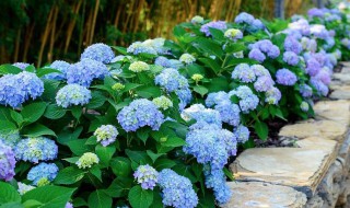 无尽夏冬天怎么养护 无尽夏冬天休眠吗