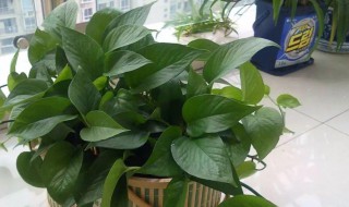 小仙女盆栽的养殖方法和注意事项(小仙女)