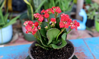 紫花照波的养殖方法和注意事项 红花照波的养殖方法