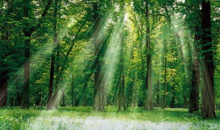 森林里的植物（森林里的植物有哪些种类）