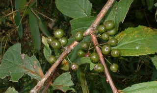 爱心果下山桩怎么种? 爱心果下山桩好养吗