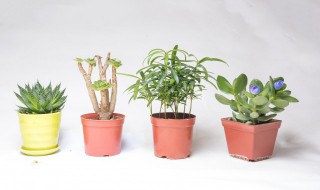 玉树的养殖方法与注意事项 玉树的养殖方法和注意事项