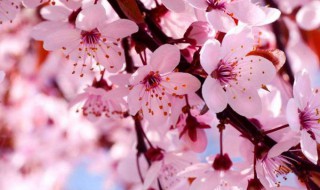 樱花种子怎么种（樱花种子种植方法和时间）