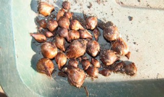 酢浆草球根怎么种（酢浆草球根种植）