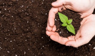 多菌灵怎么用使用时要注意什么事项 多菌灵的使用方法和注意事项