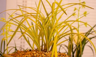 兰花几月份施磷酸二氢钾最佳(磷酸二氢钾的使用方法和用量)