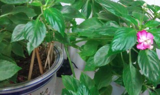 玻璃翠花有毒吗?对人体有害吗?（玻璃翠花对身体有毒吗）