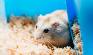 荷兰猪洗澡怎么洗 荷兰猪洗澡洗着就不会动了