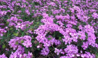 美女樱冬天怎么养护（美女樱夏季怎么养护?教你3个小妙招）