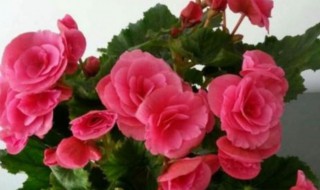 丽格海棠秋季怎么养护（丽格秋海棠的养殖方法和注意事项）