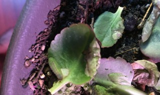 长寿花生虫怎么办（75%的酒精直接可以喷花杀虫）