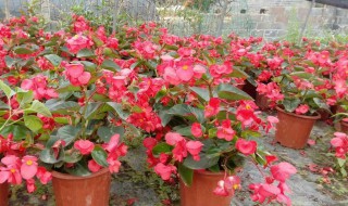 四季海棠地栽怎么越冬 四季海棠地栽怎么越冬了