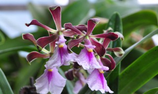 大头树兰怎么养（大头树兰怎么养殖）