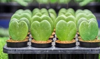 倒心形叶子的植物有哪些 倒心形叶子的植物有哪些做兔耳朵