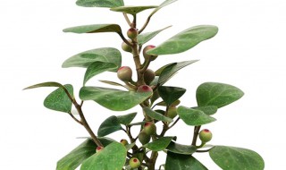 家里适合养小盼菩提吗 家里适合养小盼菩提吗