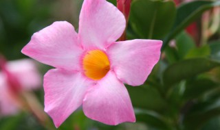 怎样让飘香藤多开花（怎样让飘香藤多开花快）