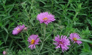 荷兰菊叶子发黄怎么办（荷兰菊叶子发白）